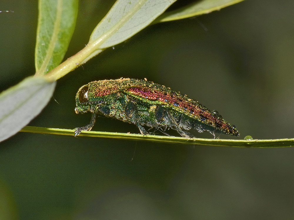 Lamprodila decipiens, Buprestidae